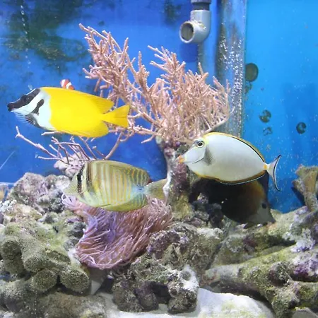 ベッド・アンド・ブレックファスト Fisherman's House ウストカ