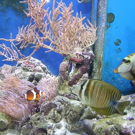 Fisherman's House ベッド・アンド・ブレックファスト 4*