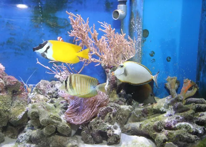 Bed and breakfast Fisherman's House Ustka